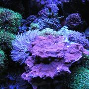 Red Plate Montipora